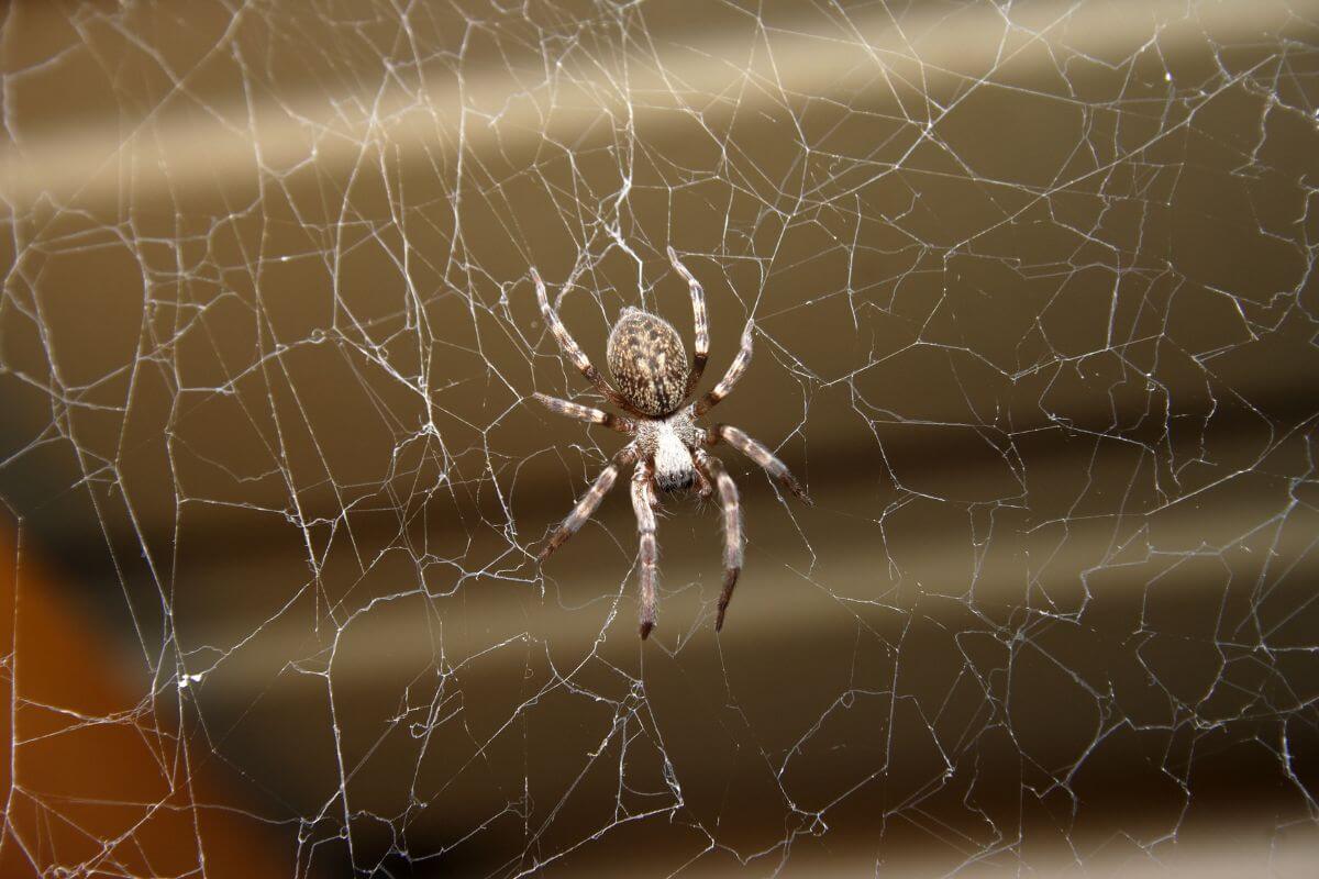 A Montana house spider centered in a complex web.