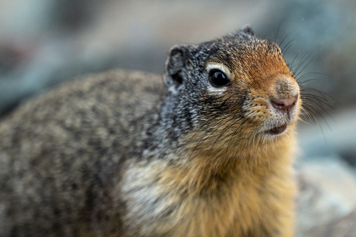A close-up of a Montana ground squirrel.