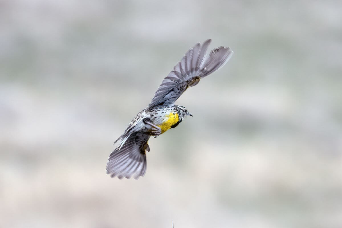 The Western Meadowlark Montana State Bird 