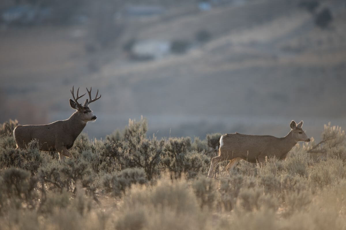 A pair of mule deer trudging across Montana state lands designated for hunting.