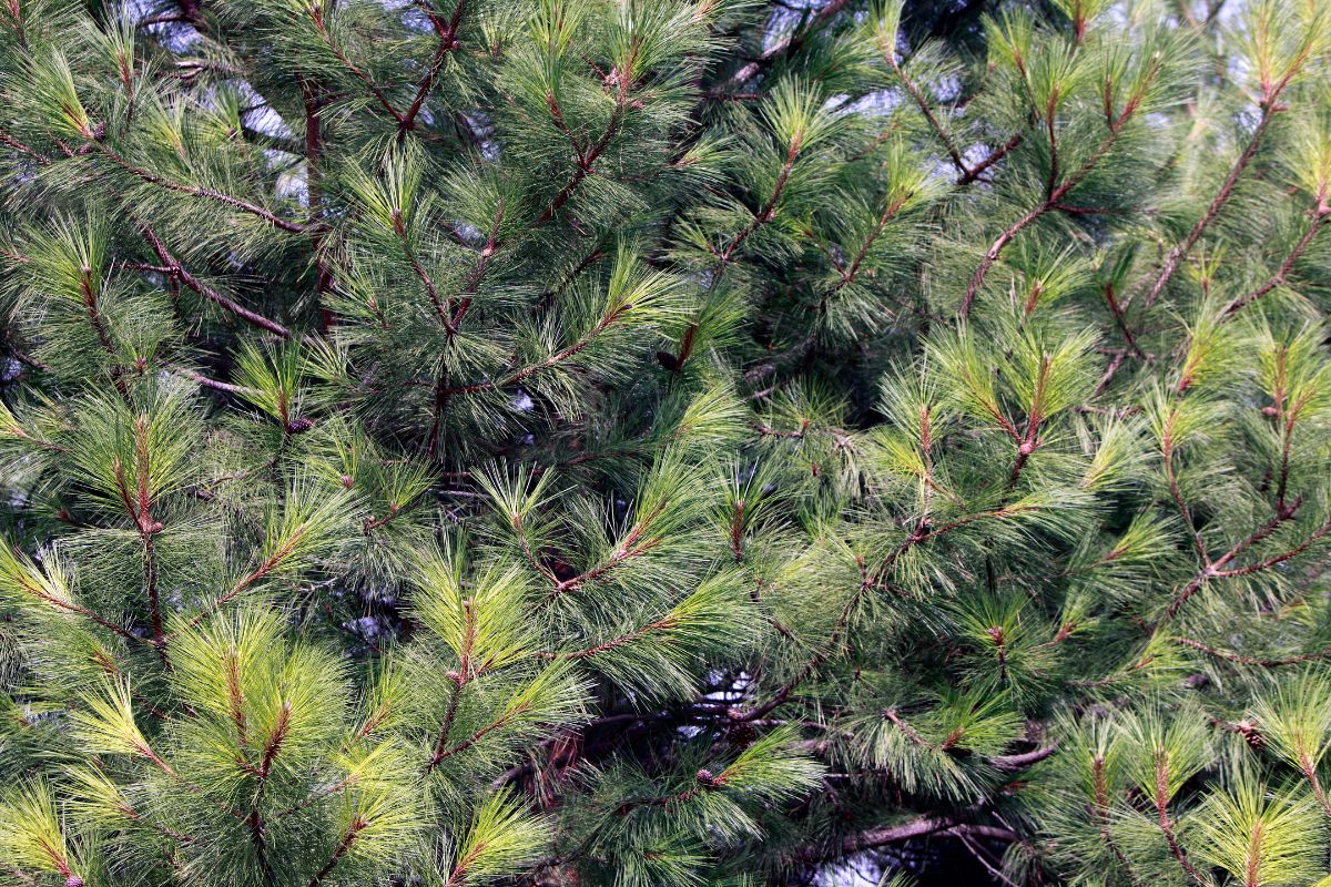 A Close up of the Montana Ponderosa Tree