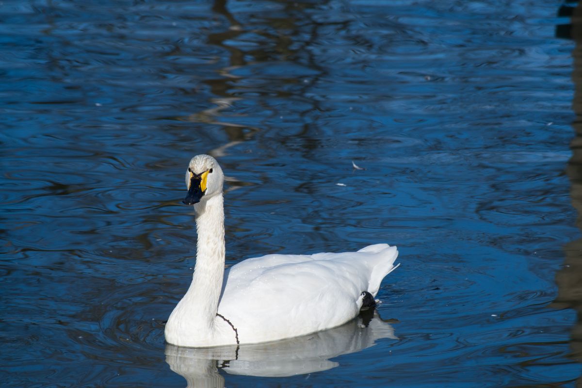 A tundra swan spotted swimming in a Montana river