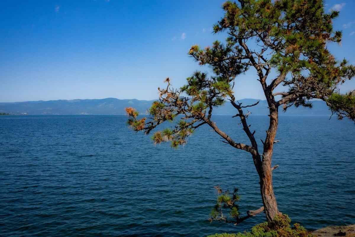 A Tree Fronting a Lake in Montana