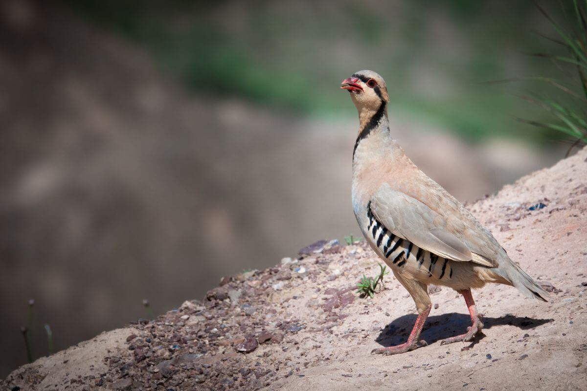 A chukar, one of Montana's upland game bird species, is spotted up close standing on a dirt path.