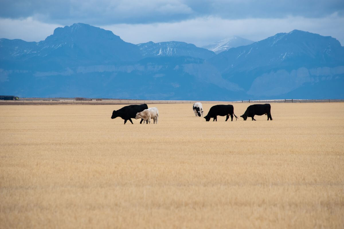 Cows grazing in a field with Montana mountains in the background