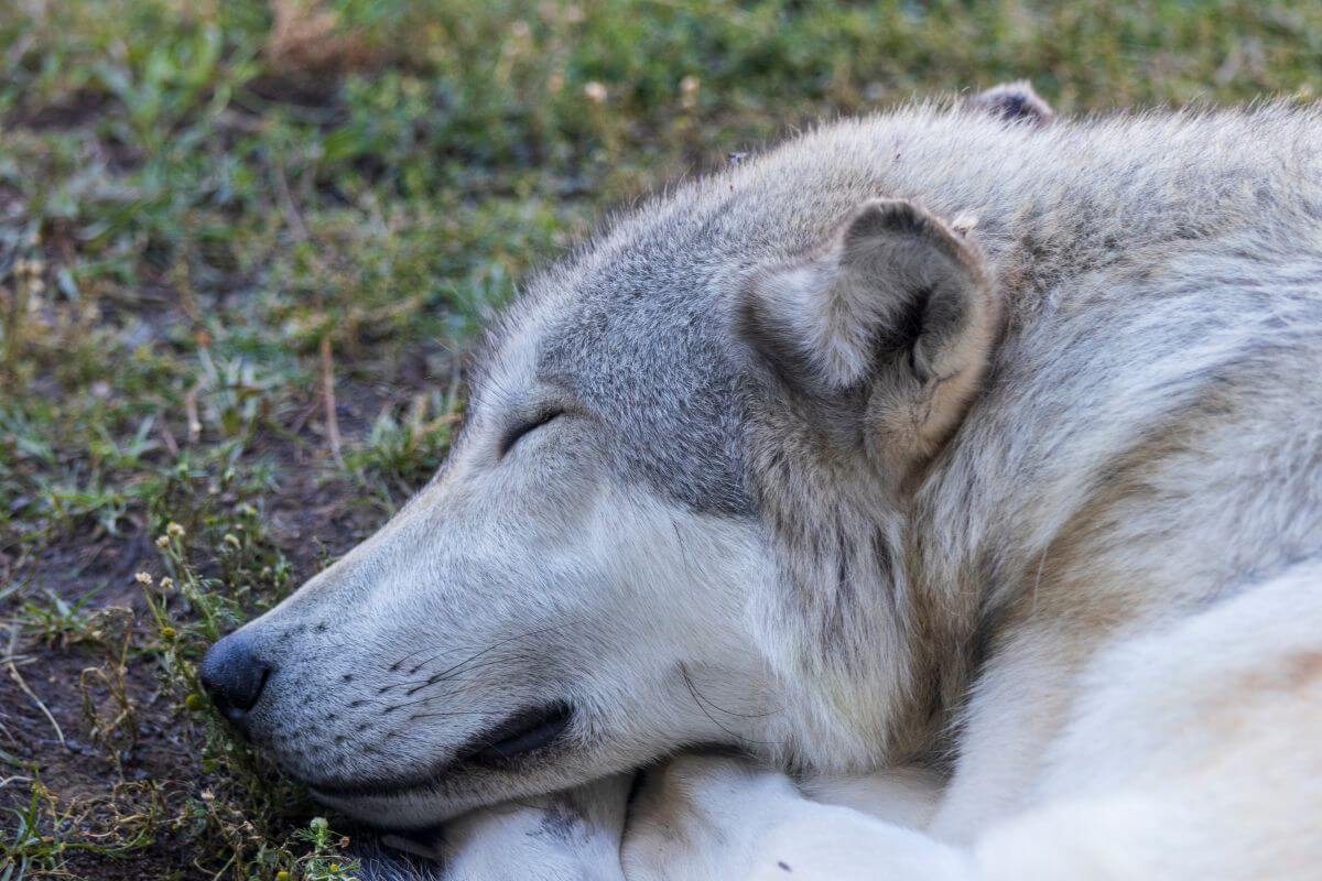 A gray wolf is spotted resting on grassy soil in Montana.




