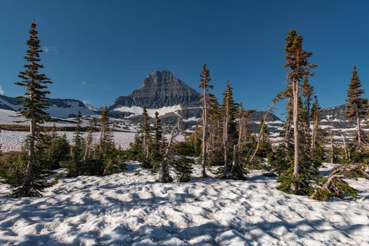 A section of Montana's Glacier National Park covered sporadically with trees.