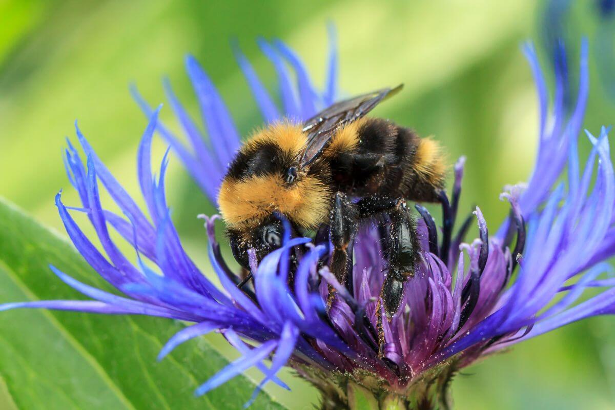 A bumble bee on a blue flower in Montana during bug season.