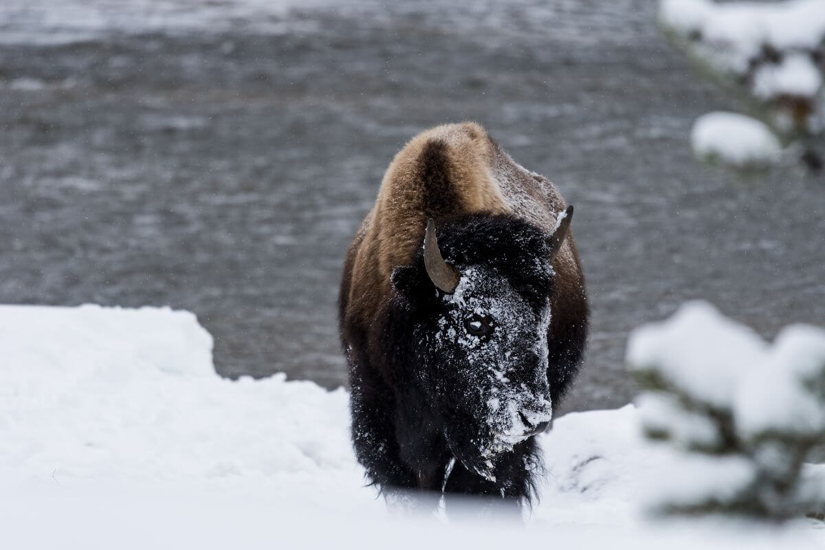 A solitary bison, one of the common Montana winter animals, stands in the snow by a body of water.
