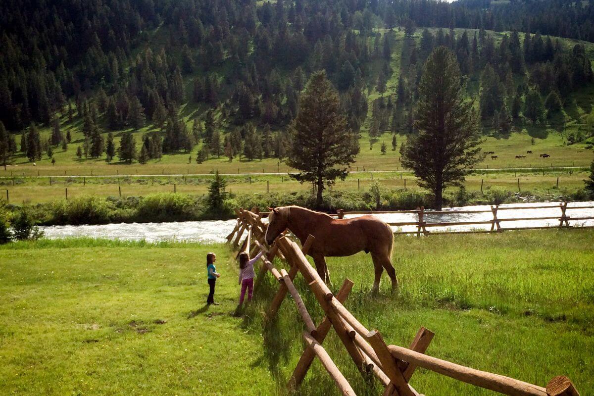 A mighty horse stands confidently on the other side of a sturdy fence from two kids in a grassy field in Montana.