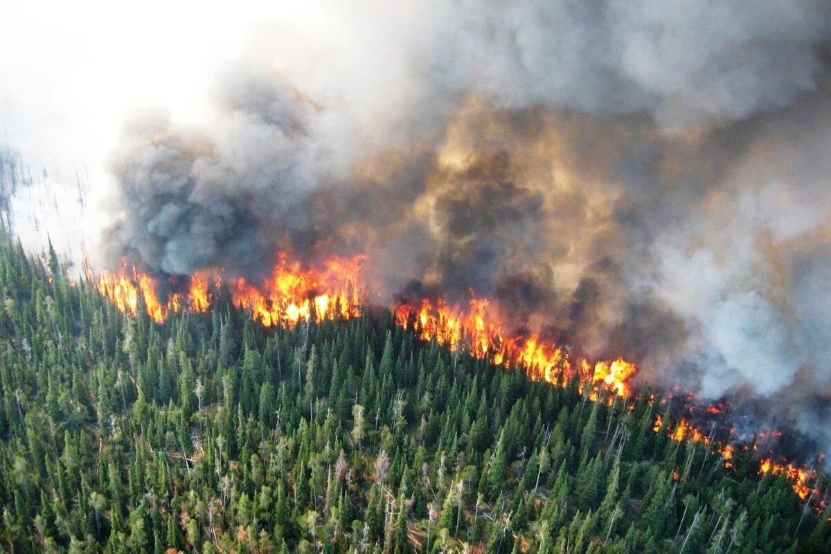 An aerial view of a forest fire in Montana.