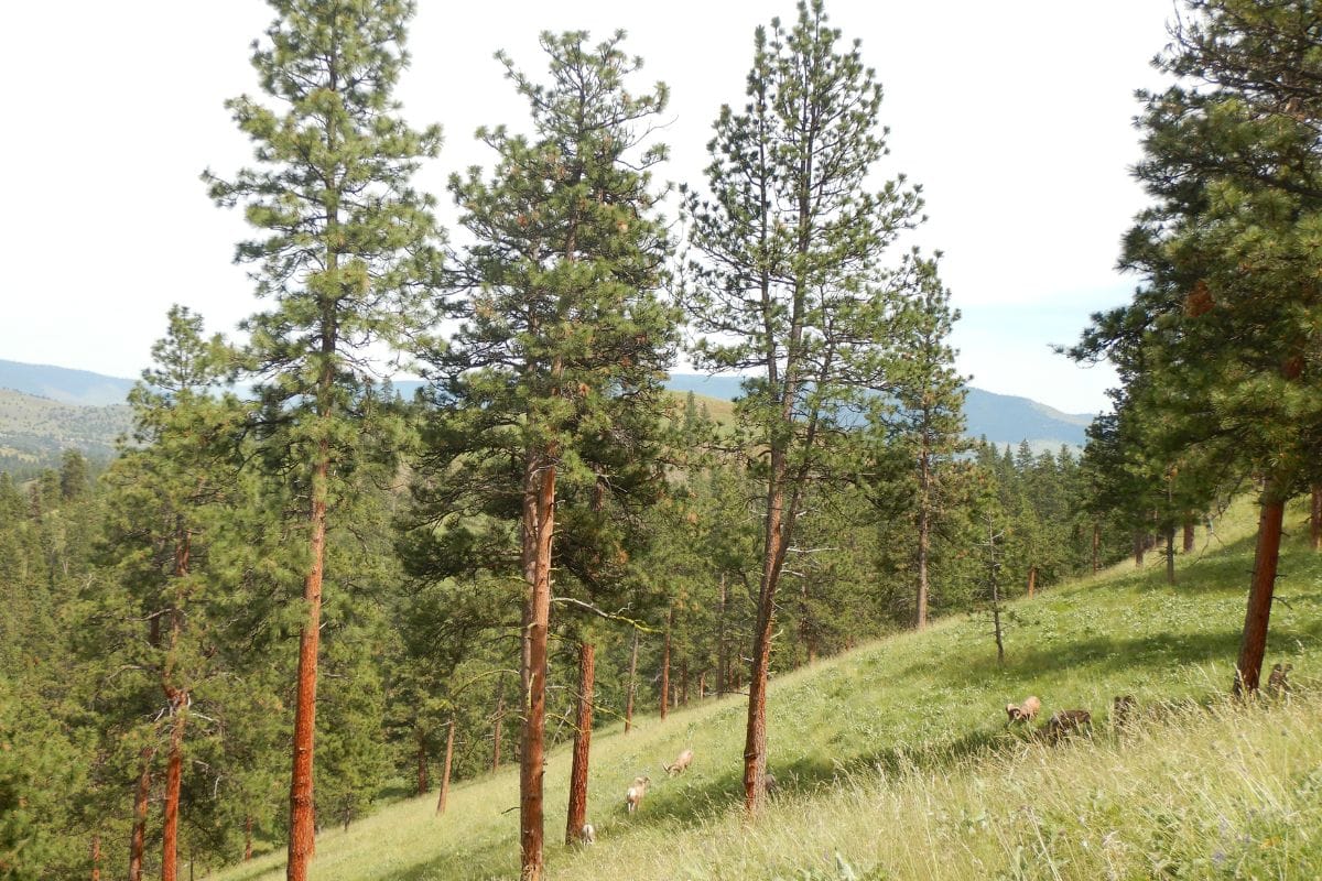Ponderosa Pine trees on a Montana hillside with mountains in the background.