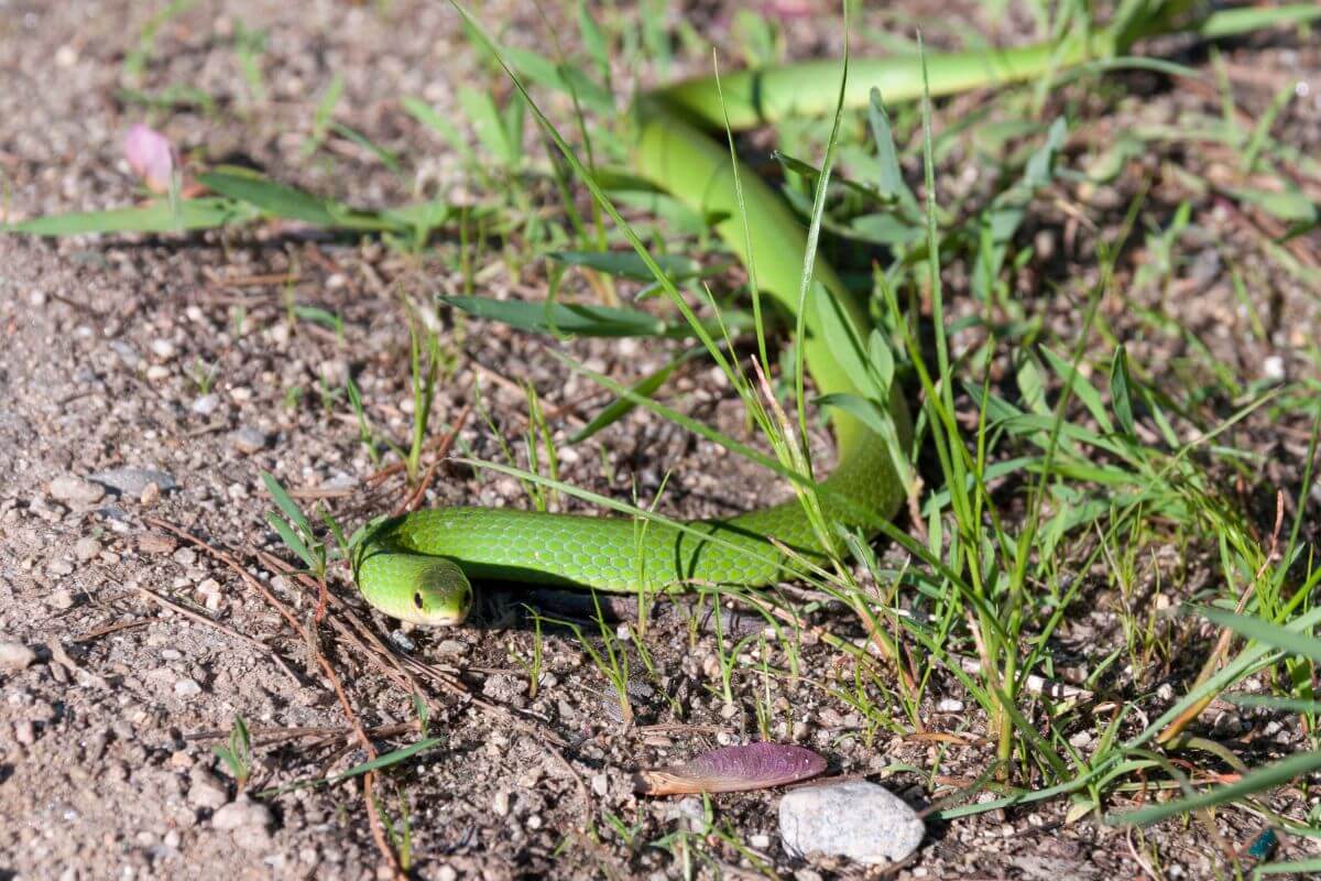 A Smooth Green Snake partially concealed amid grass and gravel in Montana.