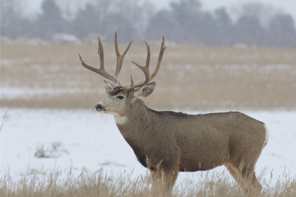 A solitary male mule deer stands in snowy field in Montana.