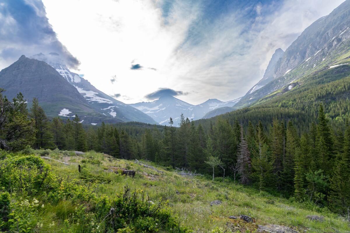 The Swiftcurrent Nature Trail winds through evergreen forests, offering glimpses of distant snow-capped peaks. 