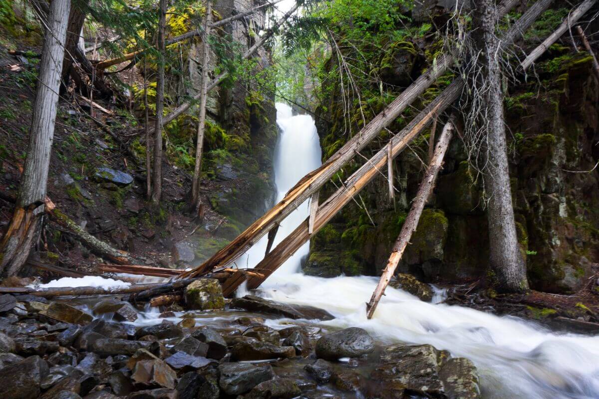 The serene Little North Fork waterfall is surrounded by a lush Montana forest, where fallen timber hints at a reclaimed bridge.