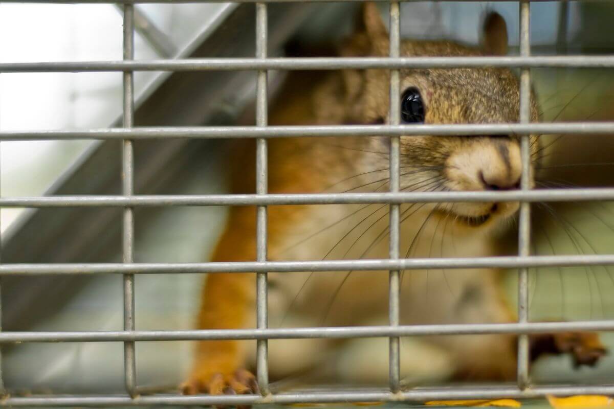 A Montana squirrel peers out from behind a wire mesh cage.