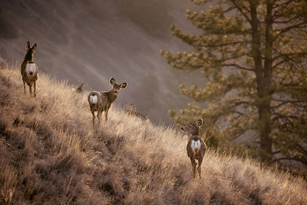 Three mule deer does standing on a hillside in Montana