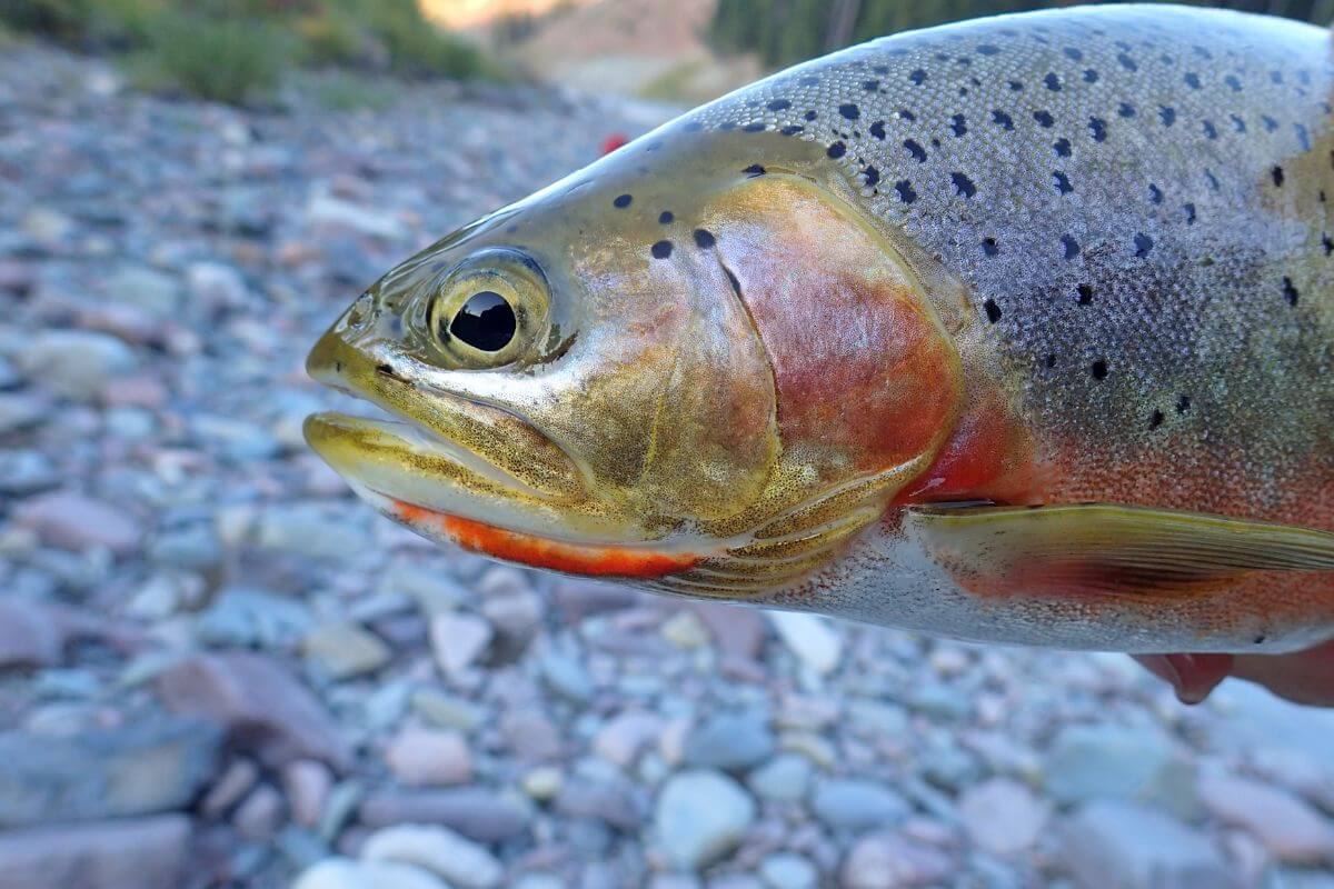 Blackspotted Cutthroat Trout Close Up