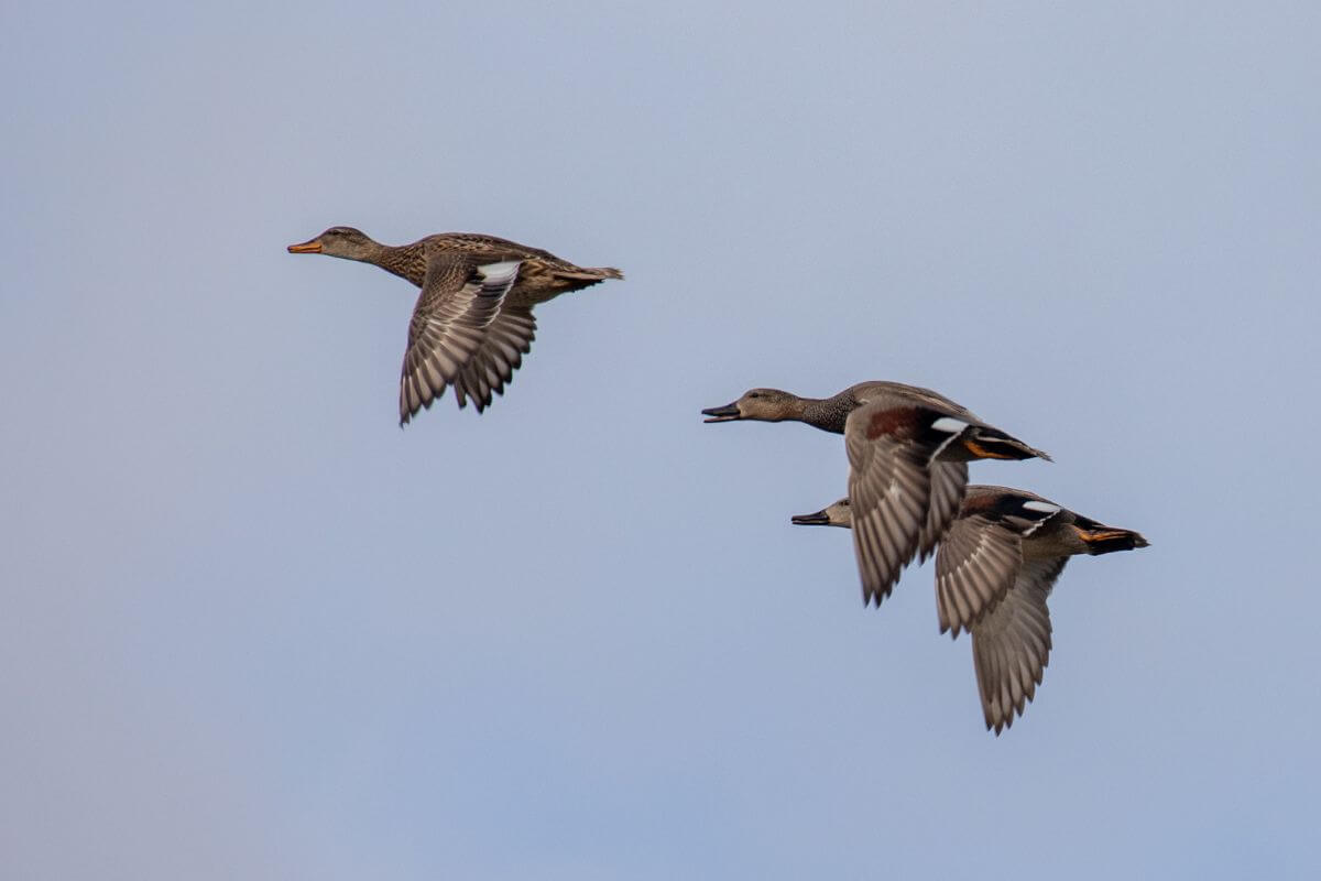 Three mallard ducks in flight against a pale blue sky over the Black Coulee Wildlife Refuge in Montana.