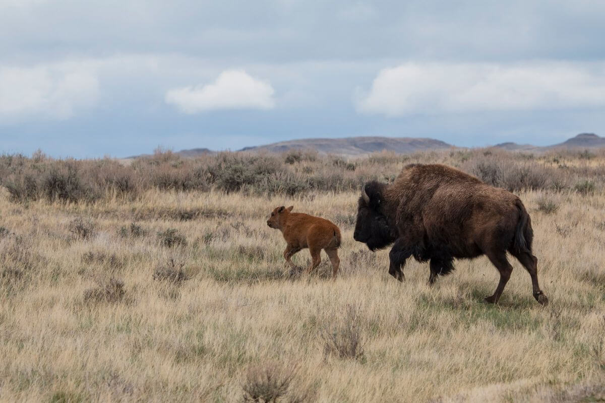 A bison calf walks alongside an adult bison in the open grassland of the American Prairie Reserve, Montana.