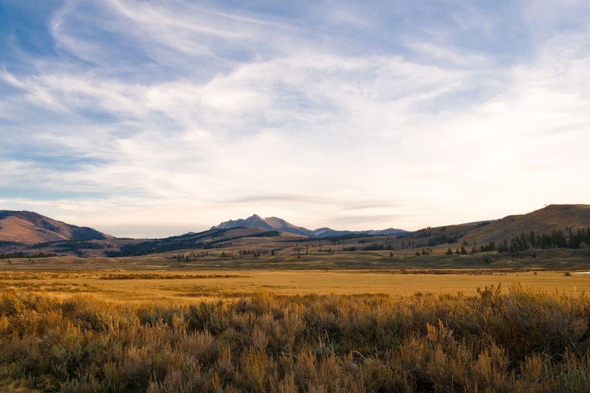A grassy field with mountains in the background in Montana.