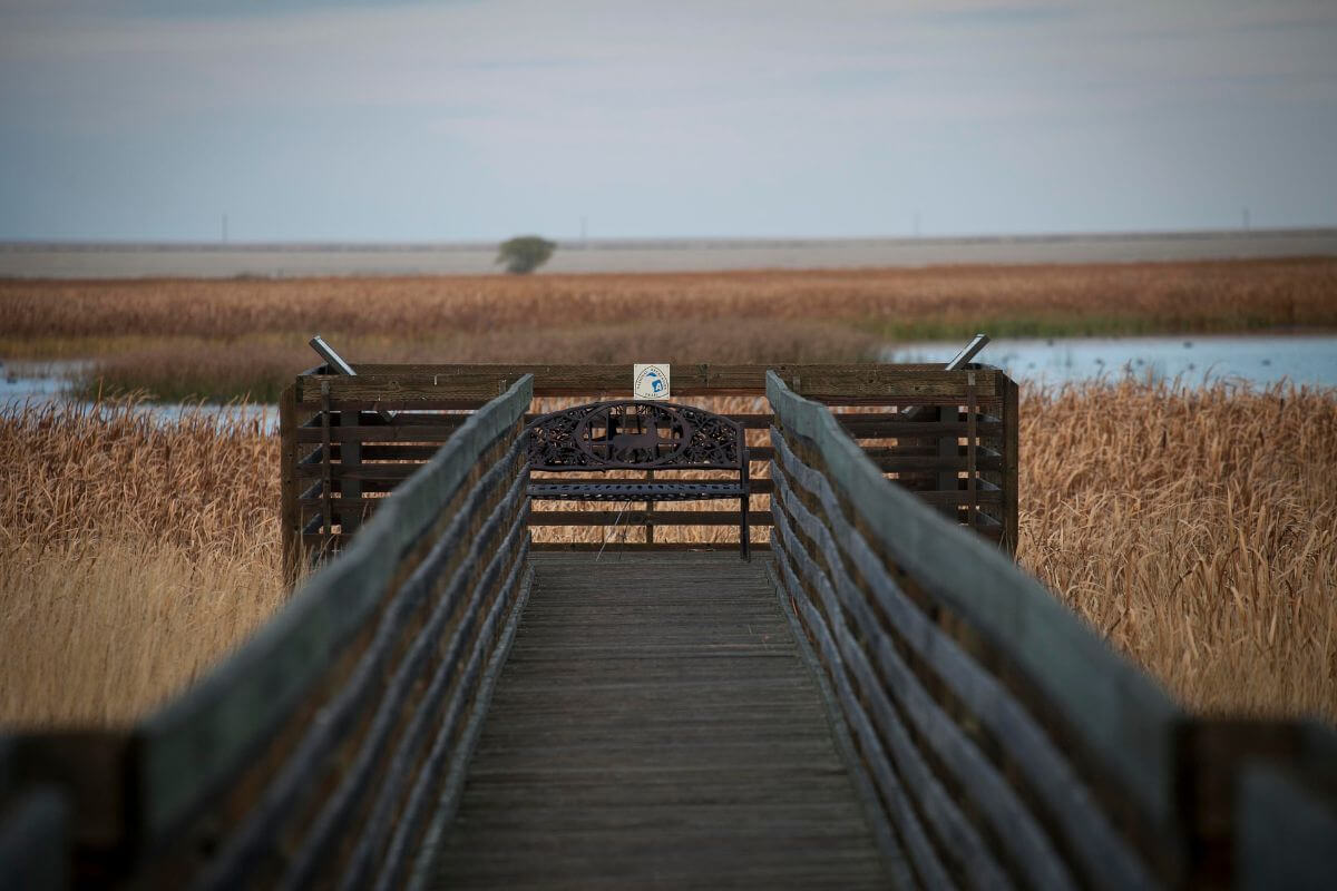 A wooden boardwalk extends into the marshy area of Benton Lake Wildlife Refuge in Montana, surrounded by tall brown reeds.
