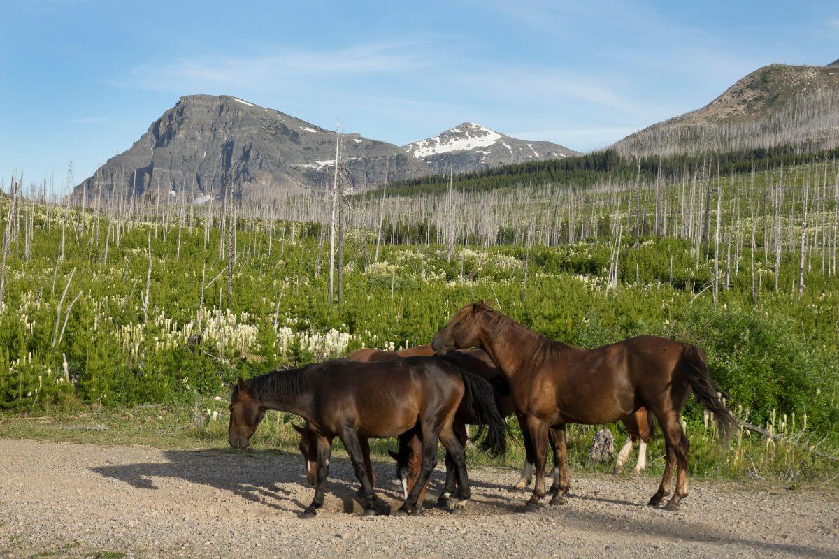 A group of horses on a dirt road in Montana.