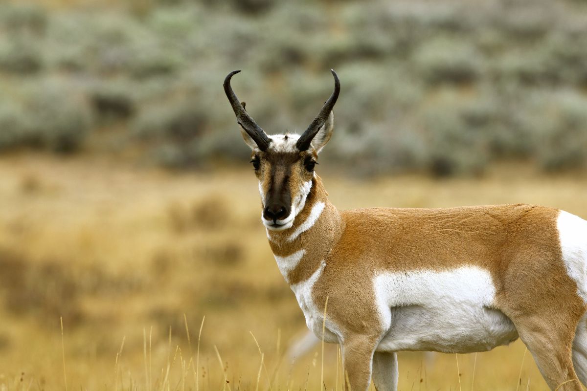 A close-up view of a Montana antelope in a grassy field, appearing alert as it senses the presence of a hunter.