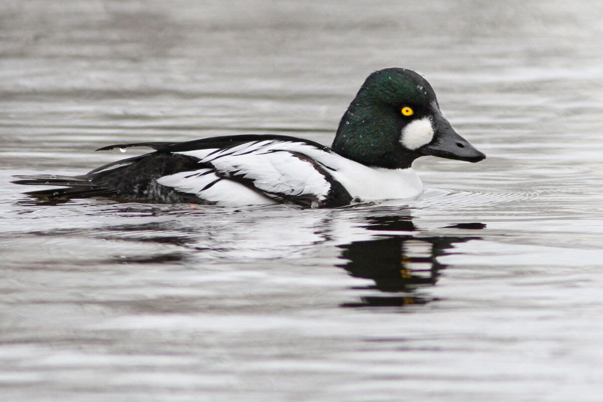 A common goldeneye duck with distinctive white and black plumage and bright yellow eyes, swimming in a calm Montana body of water.