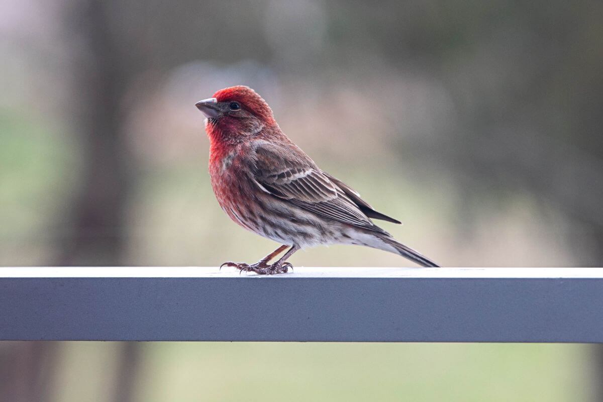 A vibrant red house finch perched on a metal railing of a Montana property.