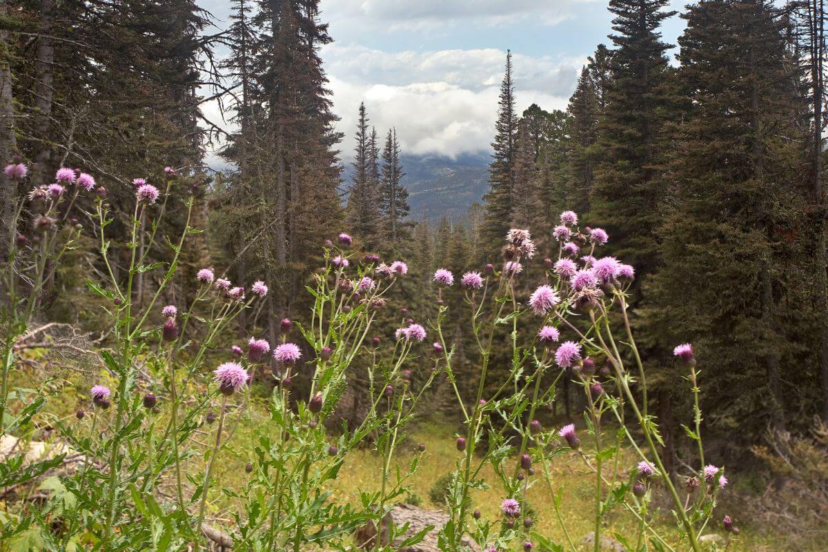 Thistle flowers growing in a forest with trees and mountains in the background located in Montana.