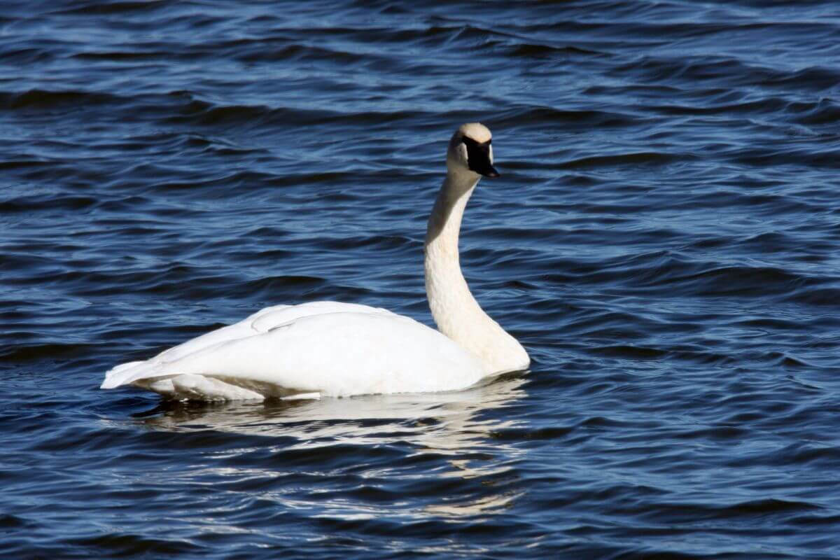 A white swan swimming in the water in Montana.