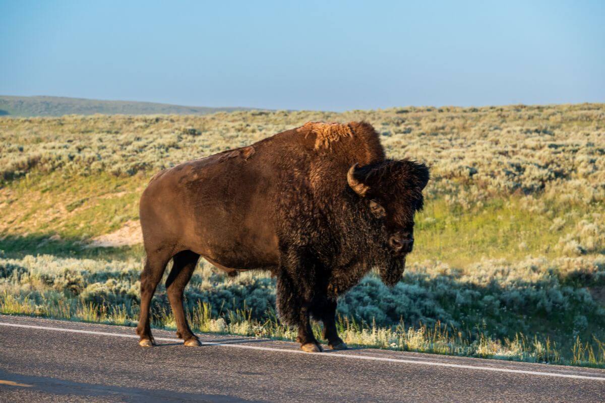 A bison stands on a public highway, a species not permitted for hunting according to Montana hunting regulations.