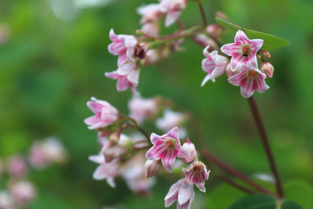 A close up of a pink Spreading Dogbane wildflower along a stream bank in Montana