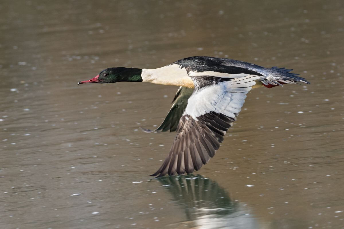 A common merganser duck in flight low over water, its wings spread wide, in Montana.