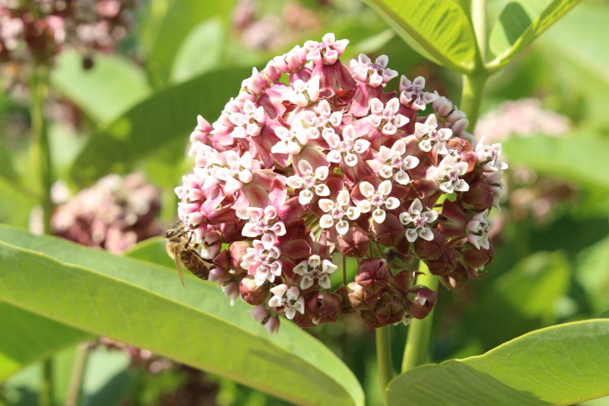 The Common Milkweed in a Montana forest clearing pollinated by a bee