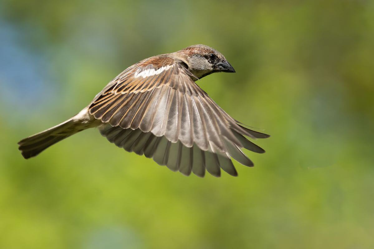 A house sparrow in mid-flight with wings fully extended.