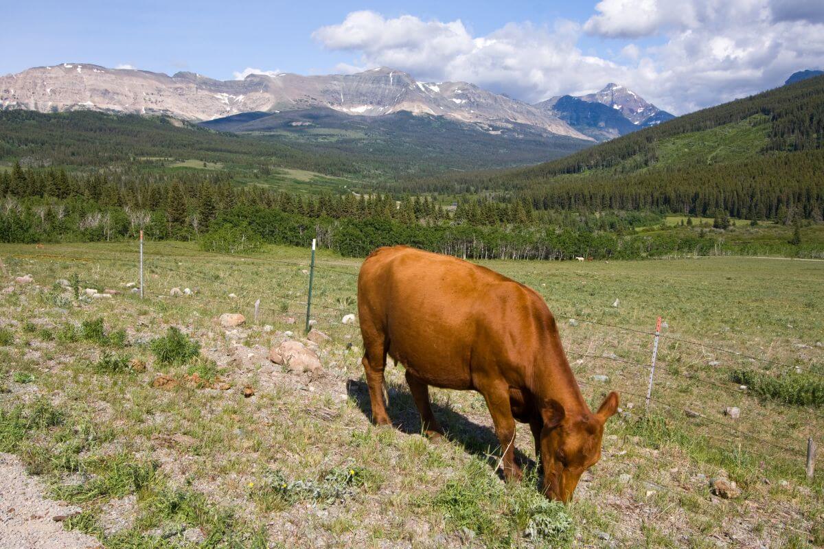 A brown cow in a field with mountains in the background in Montana.