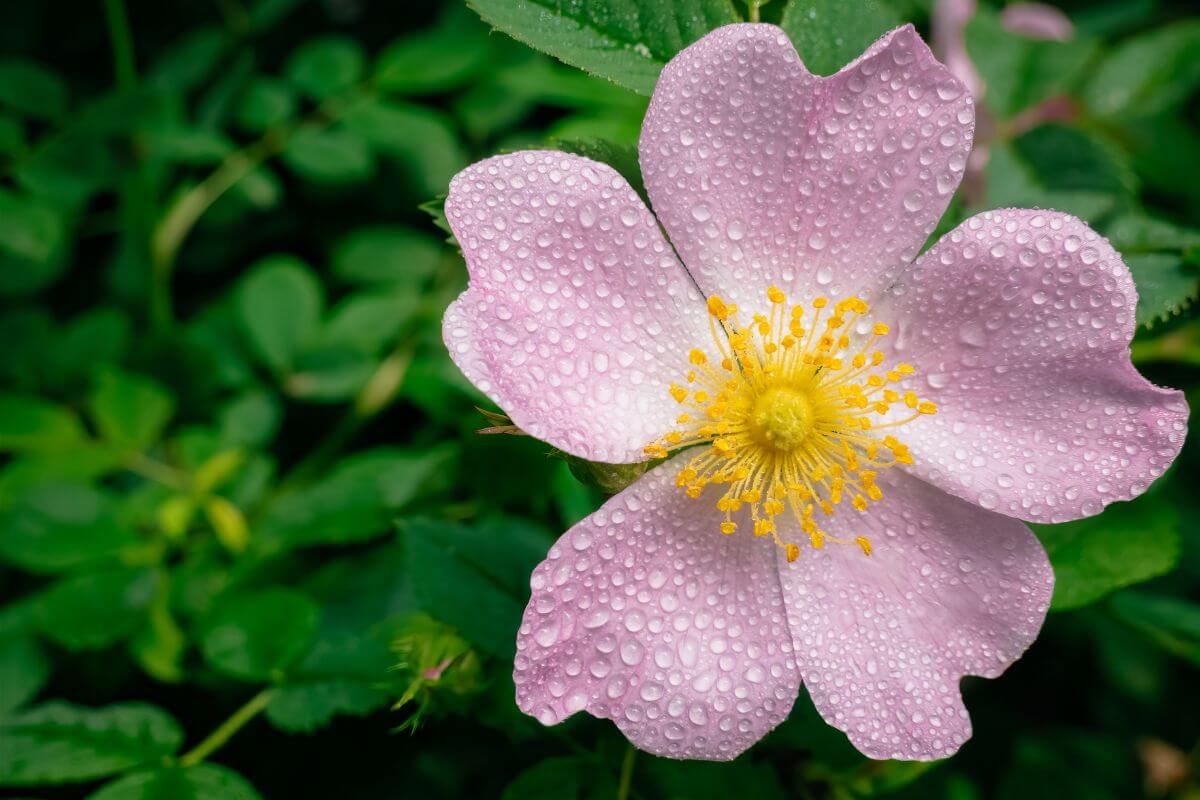 Woods' Rose flower