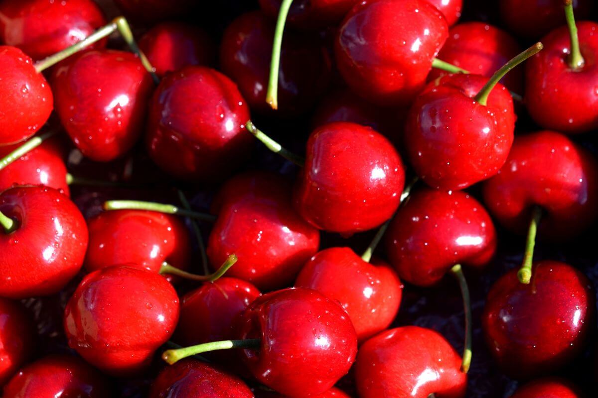 Flathead Cherries in Montana