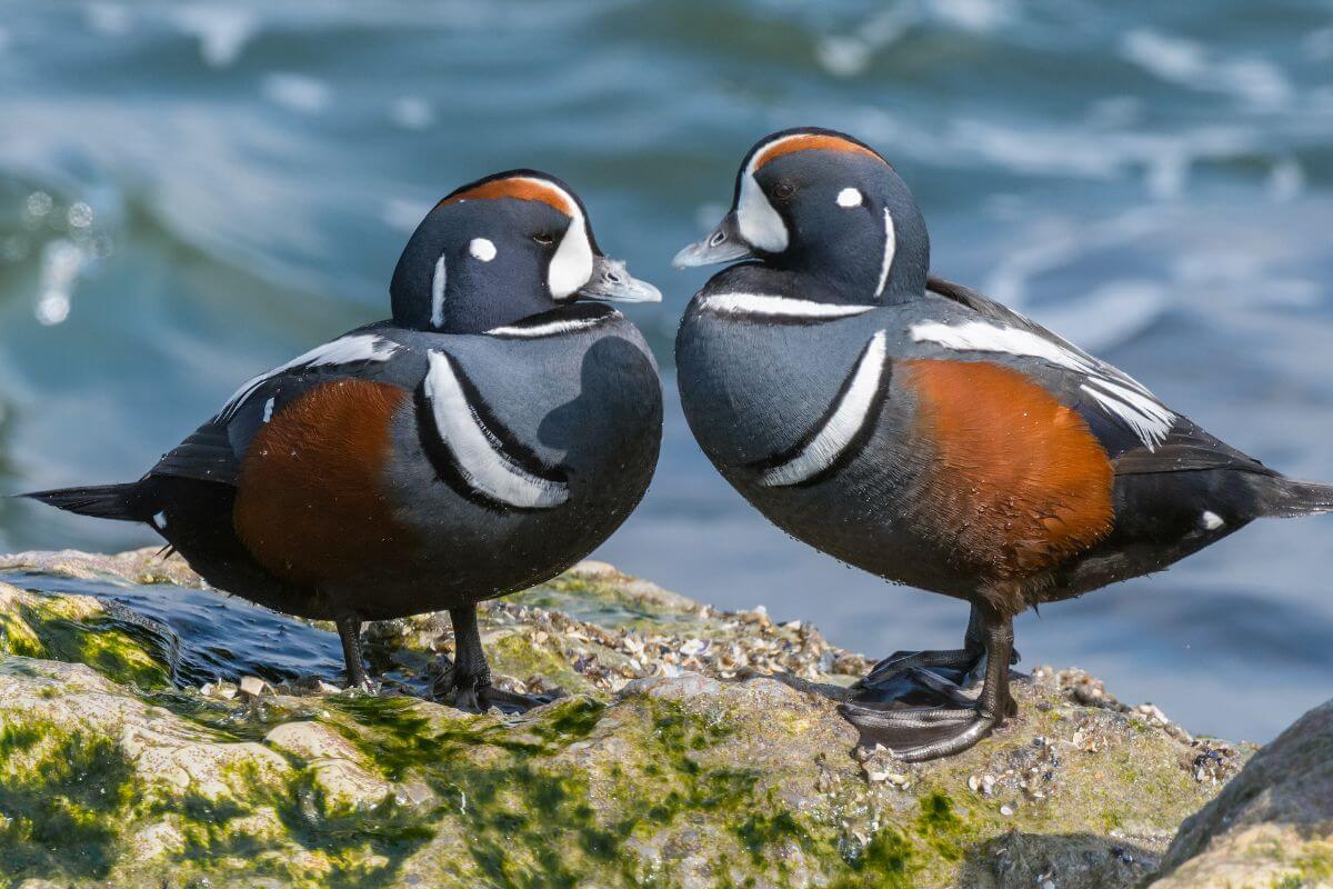 Two Montana harlequin ducks standing on a mossy rock by the water, facing each other.
