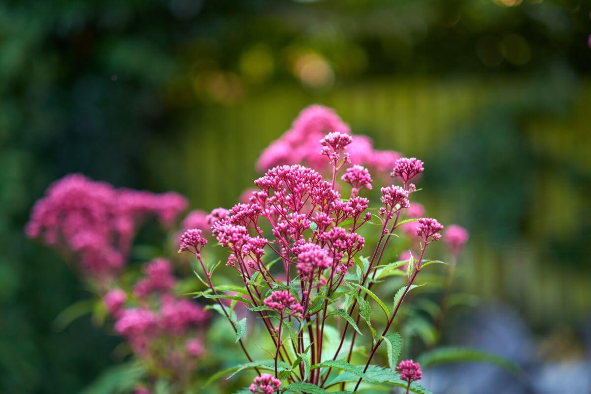 A close up of pink Joe Pye Weed wildflowers in the woodlands of Montana