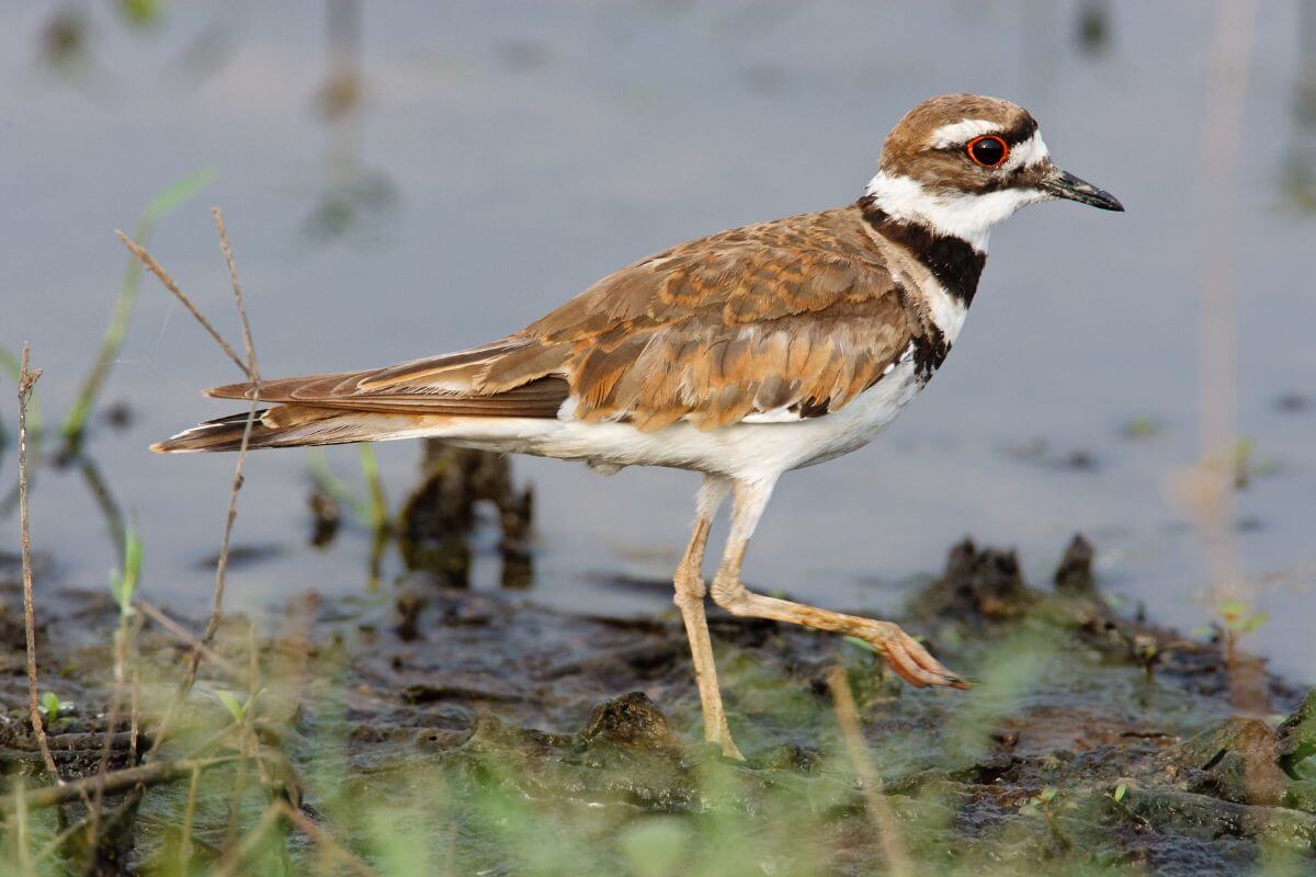 A killdeer wading in the shallow muddy waters that often gather in the Montana grasslands