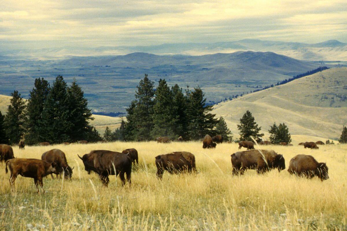 A herd of bison grazing in a grassy field at the National Bison Range, Montana.