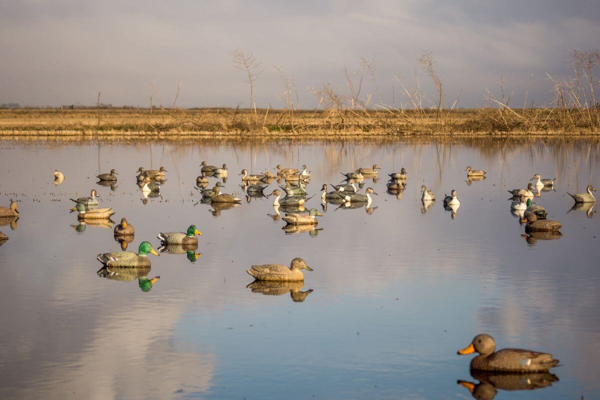 A variety of ducks, both real and decoy, floating on calm waters during hunting season.