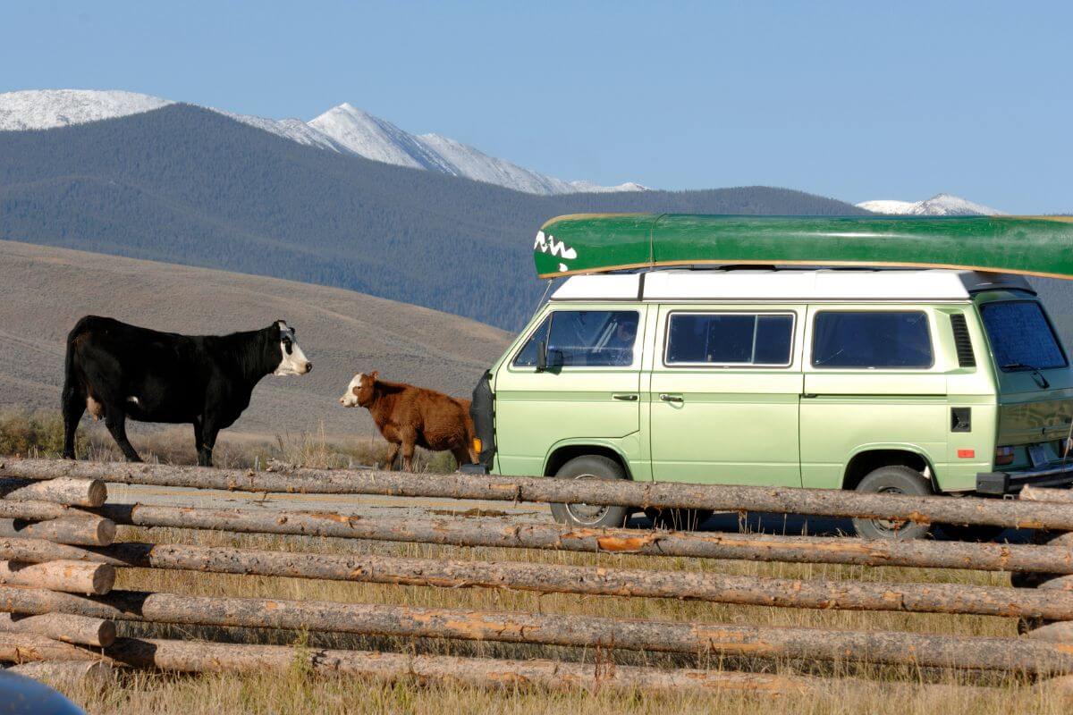 Cows in Front of a Green Car in Montana