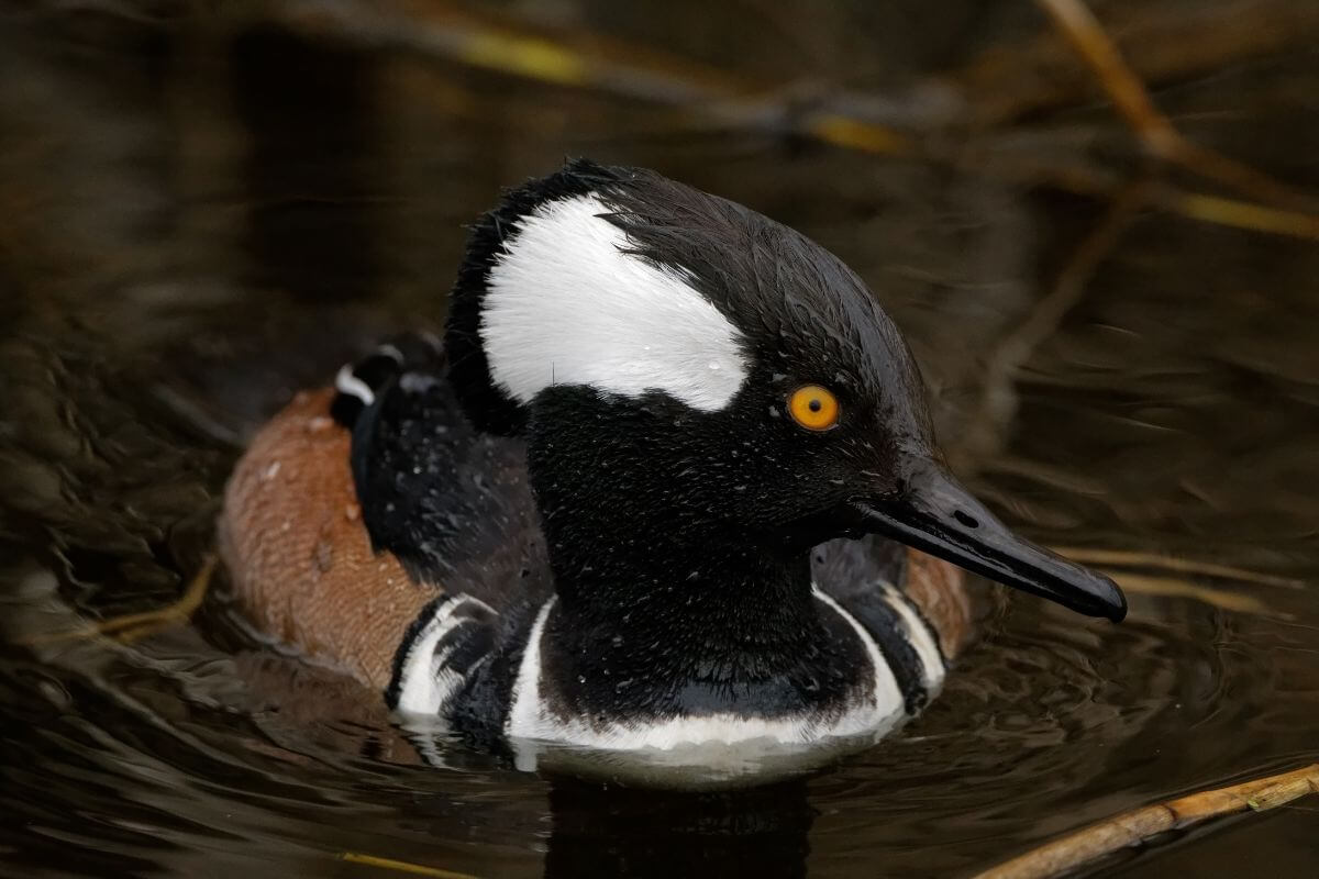 A close-up of a hooded merganser duck with striking black and white plumage and bright yellow eyes, swimming in dark water in Montana.