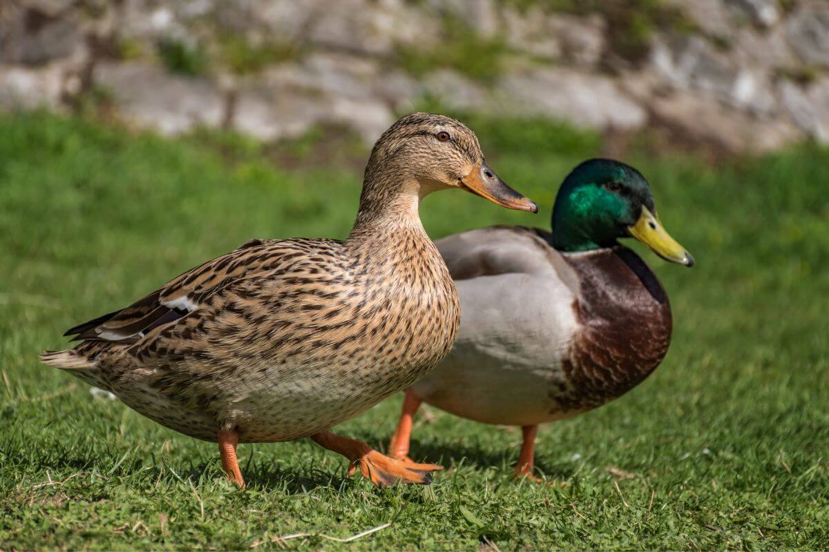 Two Mallard ducks stroll along a grassy bank