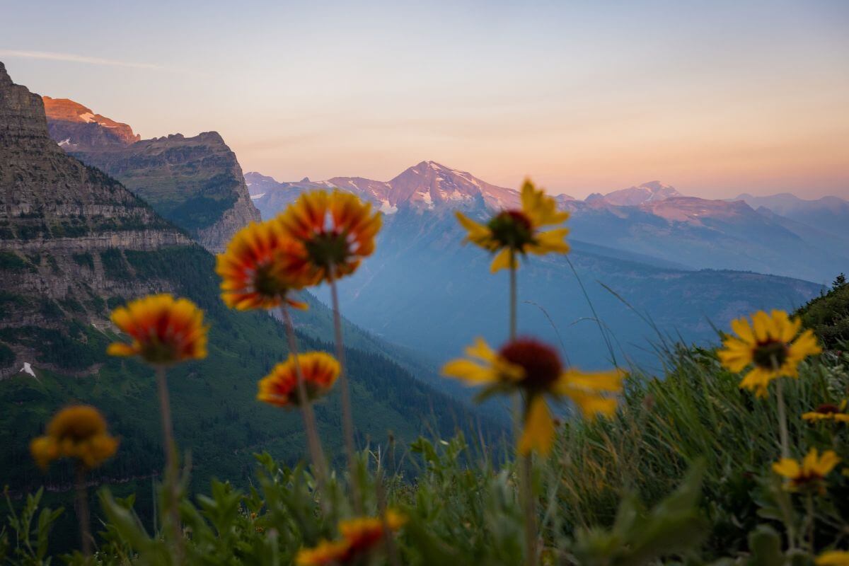Native wildflowers in the mountains of Montana